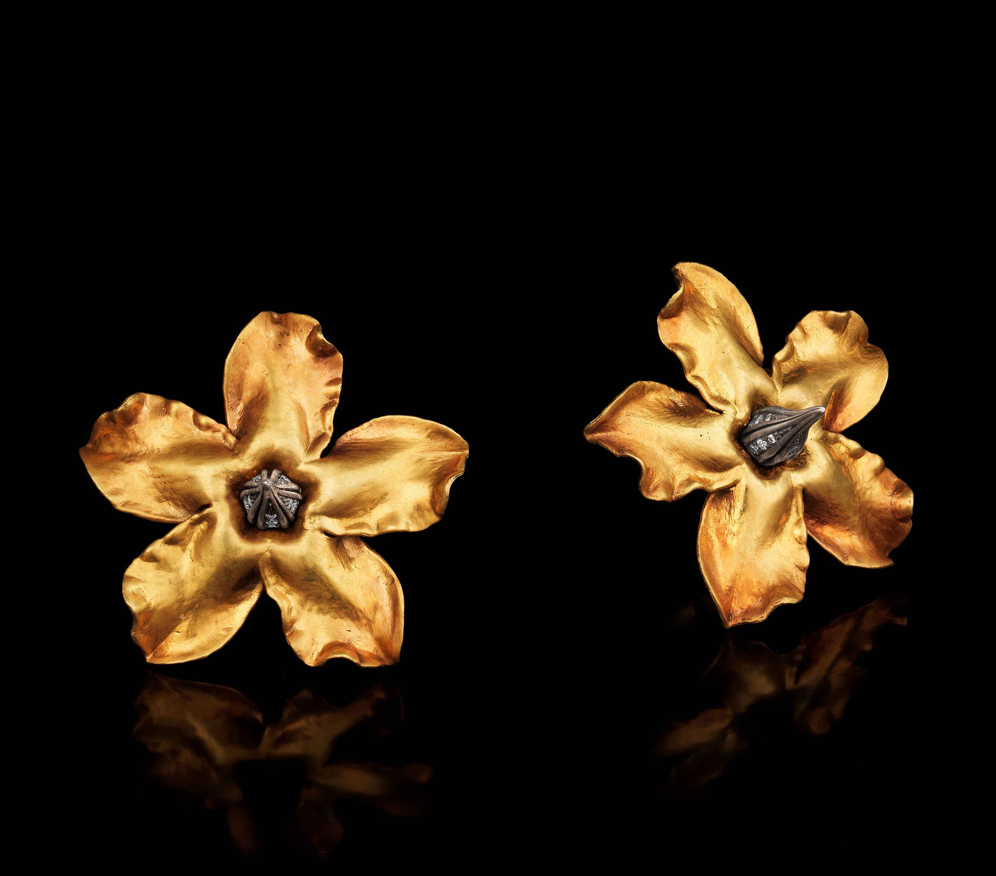 Pachypodium II