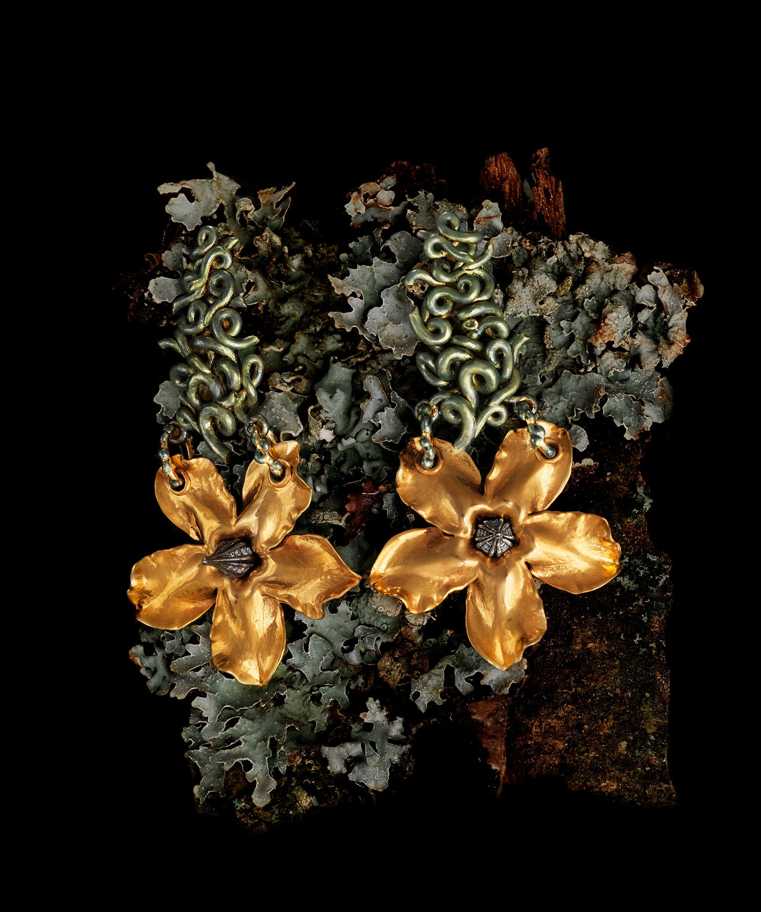 Pachypodium I
