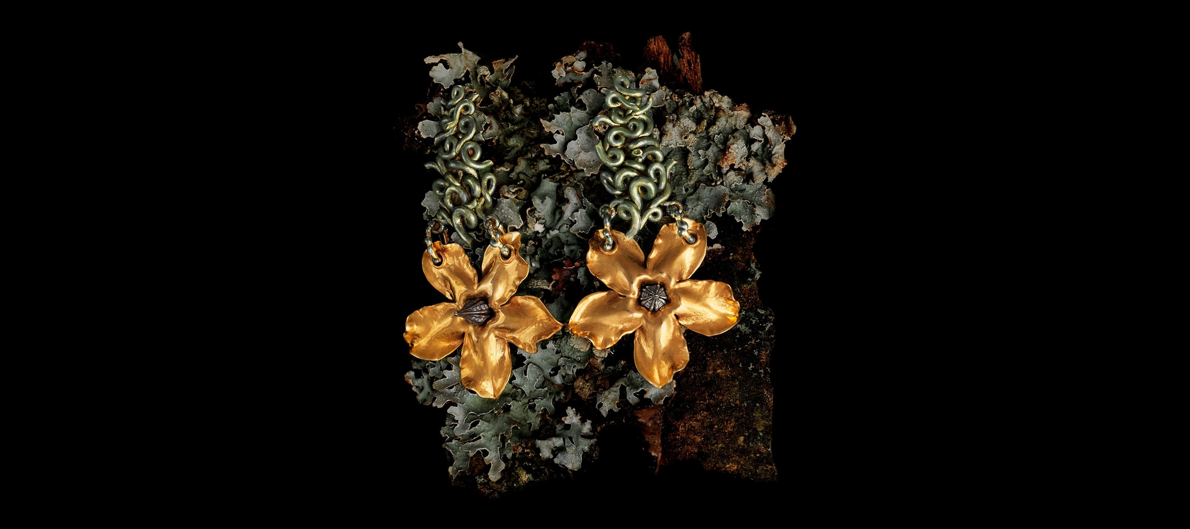 Pachypodium I