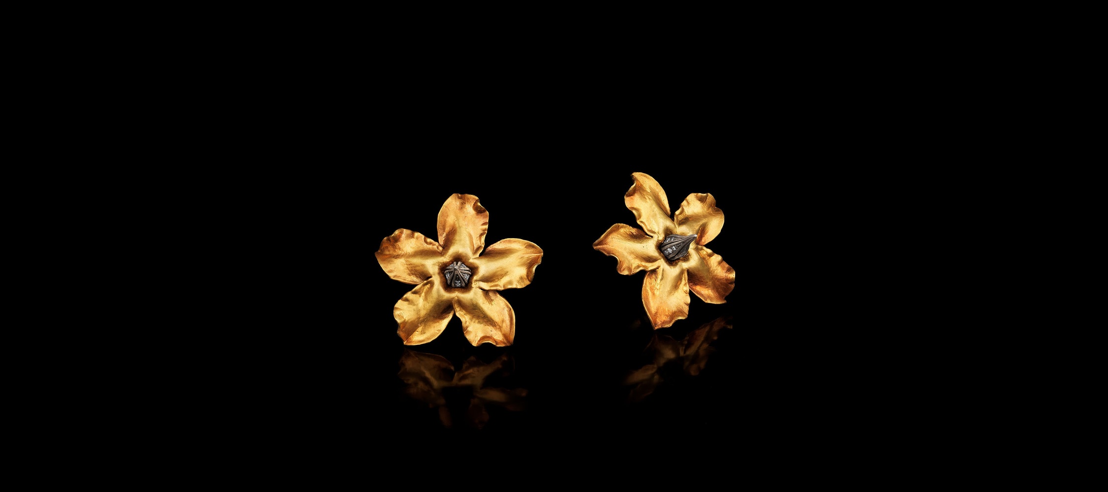 Pachypodium II
